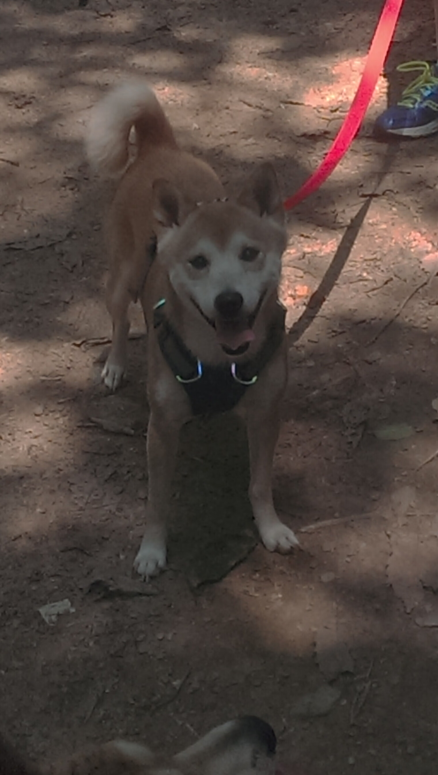 开云体育平台APP-冰与火之歌,戈麦斯一剑封喉背后,非洲足球的命运分野