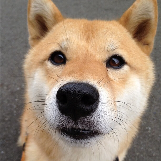 开云体育app-在欧冠的星空下,一场苏格兰速胜芬兰的想象风暴