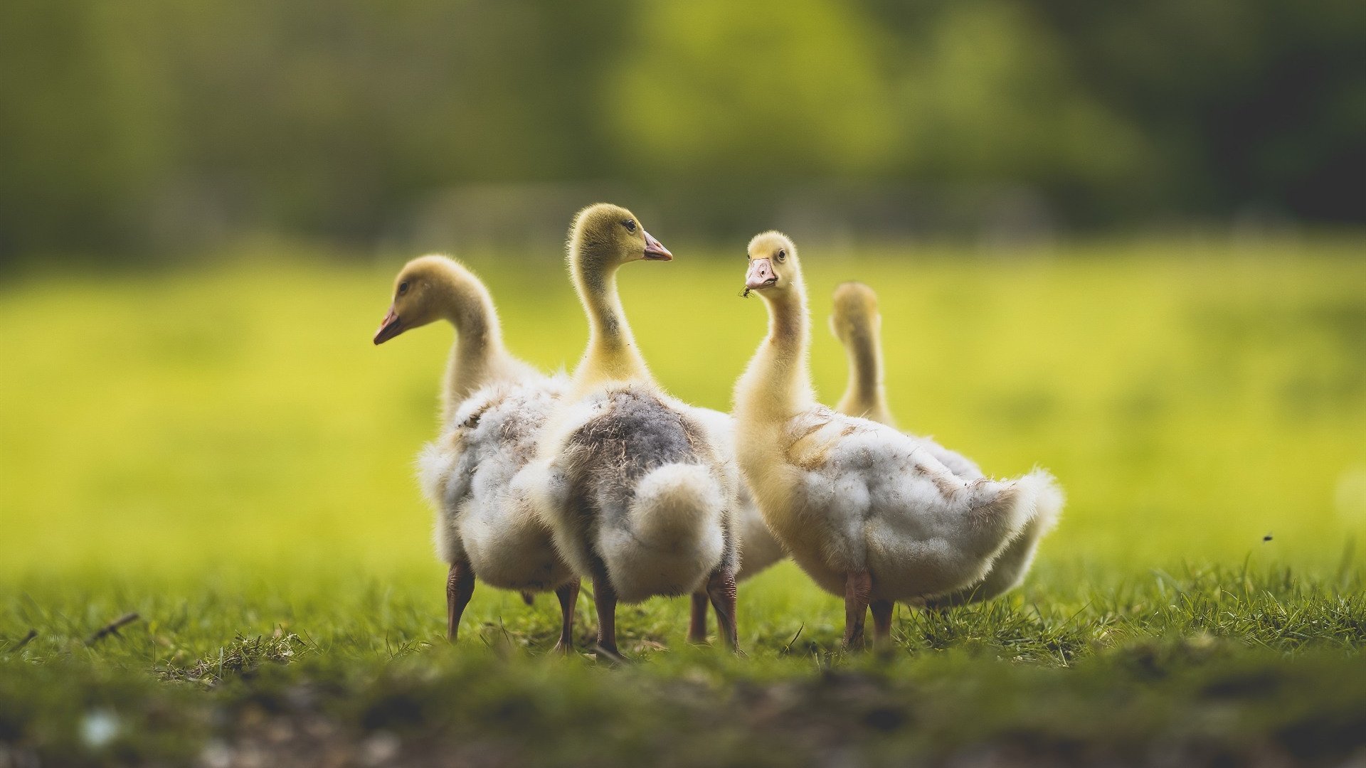 从废墟到神坛，欧冠半决赛之夜，金玟哉如何在失误与救赎间独行