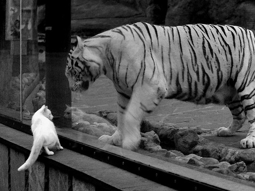 从风城弃子到费城之光，拉文的涅槃之夜