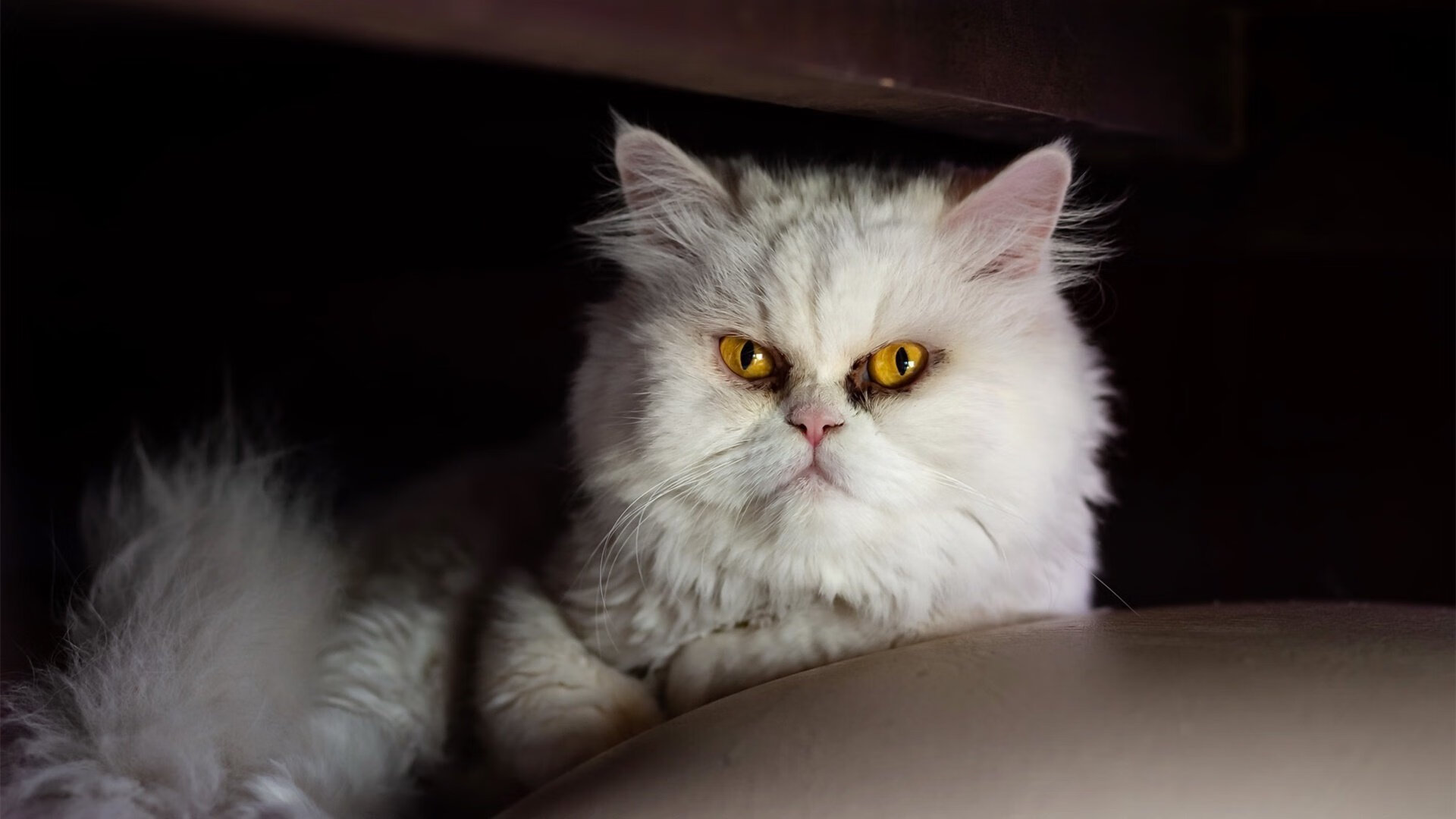 开云平台-乌龙or神预言?当阿根廷遇上苏格兰,楚阿梅尼如何带队碾压