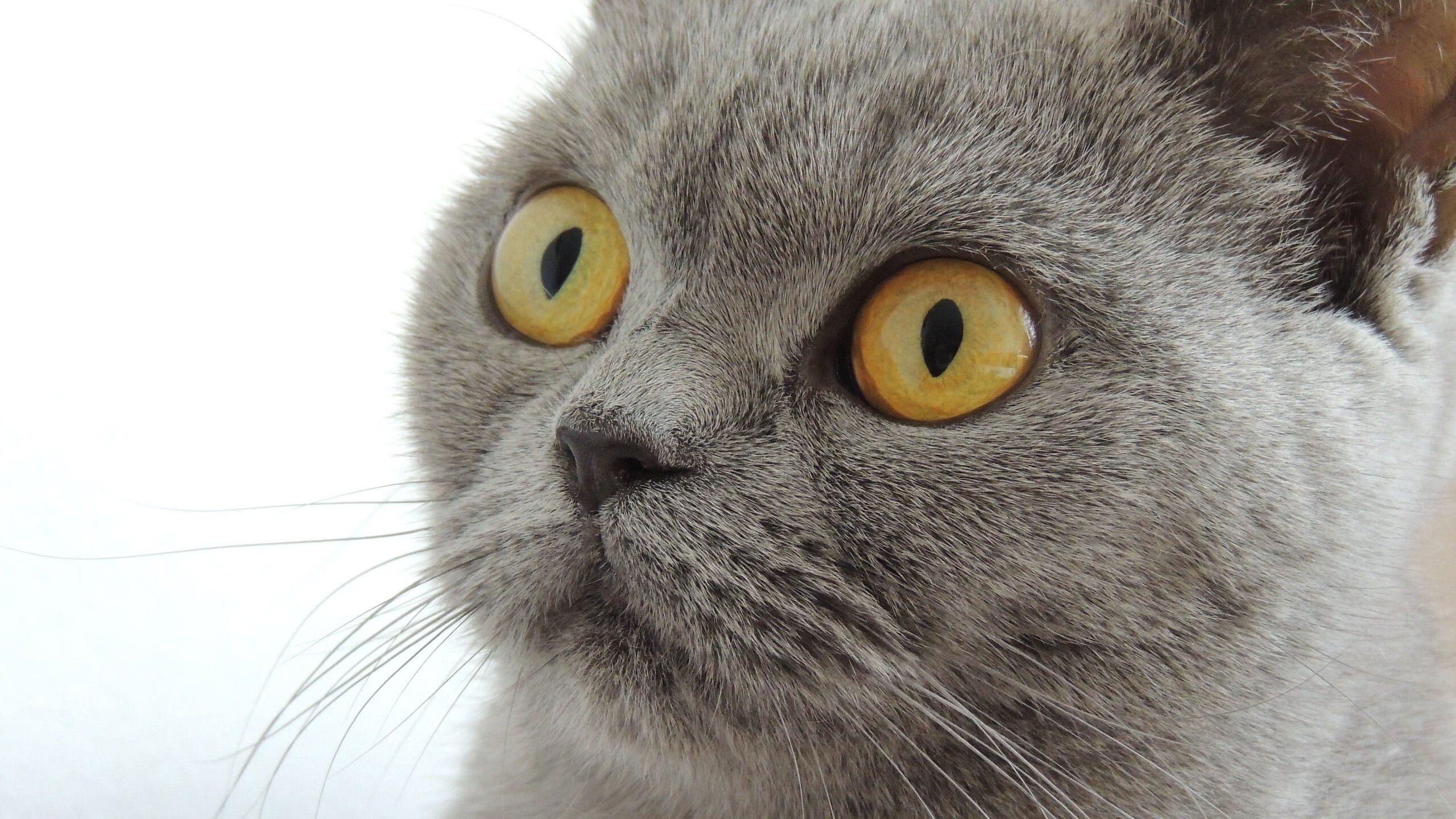 一记耳光,两片大陆,阿劳霍的奥林匹克宣言