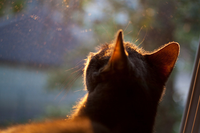 开云APP-冰封王座的逆袭,吉林队横扫雄鹿,奥运周期拉文接管关键战