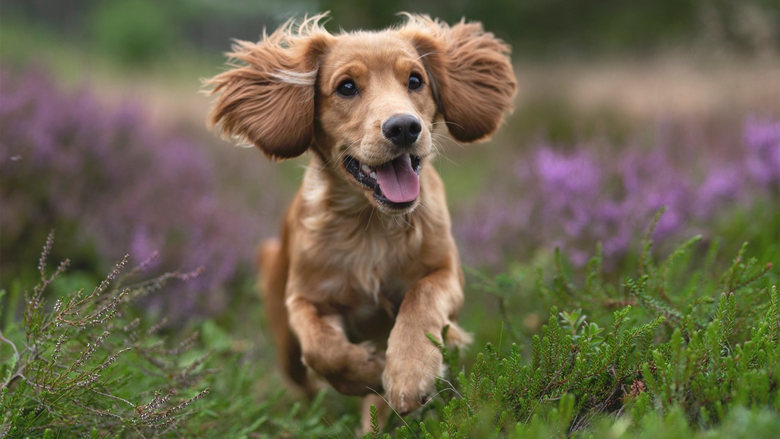 双线风暴，巴林赛道引擎轰鸣，圣城防线崩塌之夜