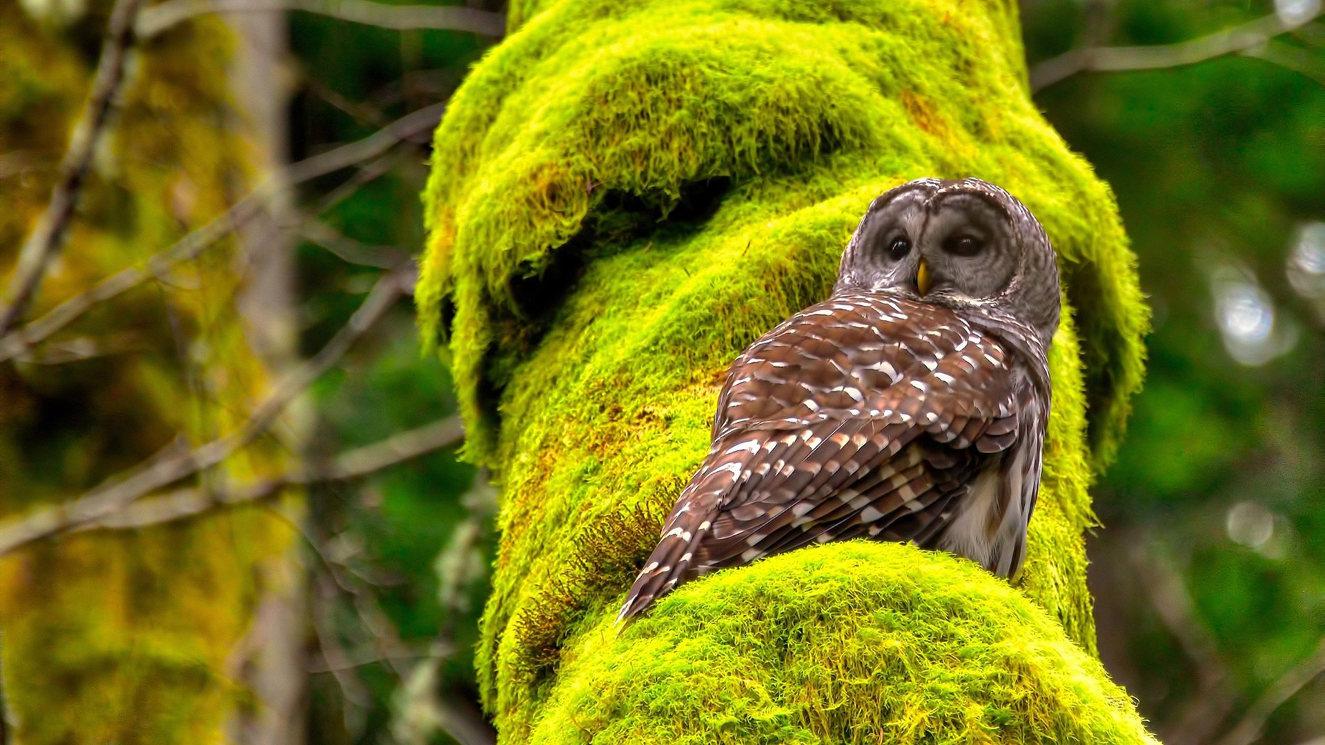 塞维利亚奇迹，贝林厄姆第94分钟绝杀，爱尔兰的三分钟崩塌