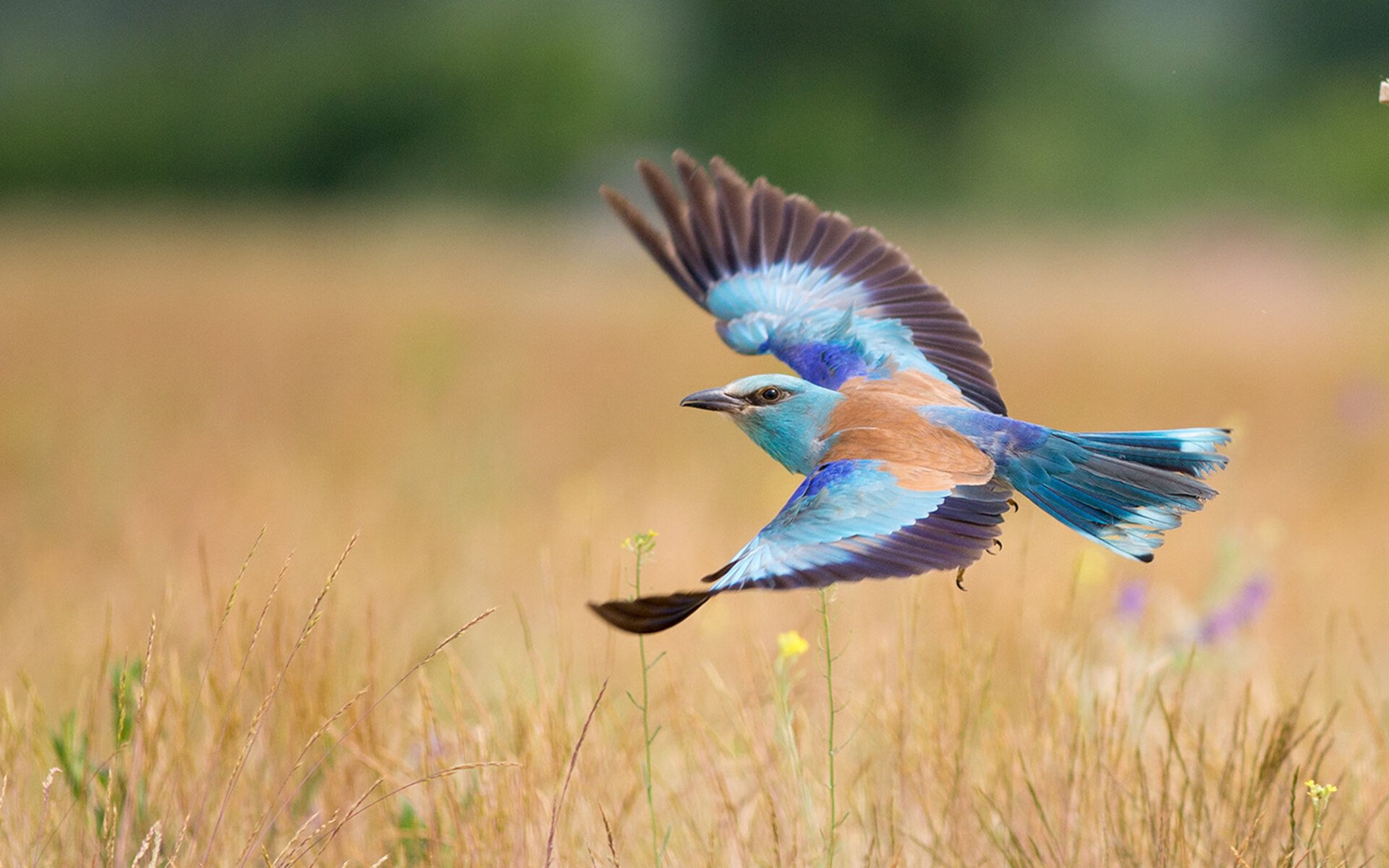 范戴克，安菲尔德铁闸的觉醒之战